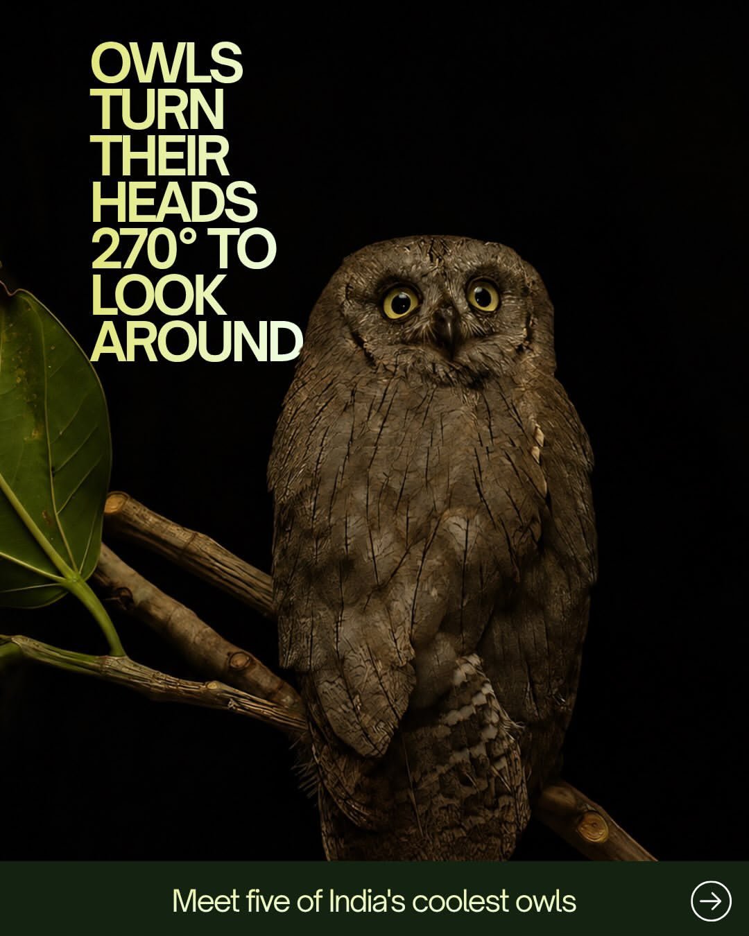 Owls turn their heads 270° — wildlife education creative